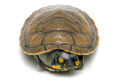 Podocnemis unifilis juvenil female
